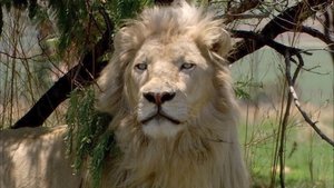 Le Lion blanc de la vallée de Limpopo