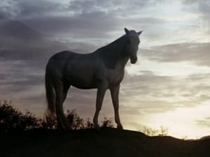 Highway to Heaven A Dream of Wild Horses