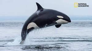 Orcas, Predators of the Seas film complet