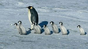 MARCH OF THE PENGUINS การเดินทางของจักรพรรดิ (2005)