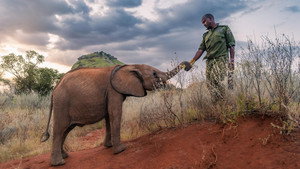 Becoming Elephant: The Orphans of Reteti | Graduation Day