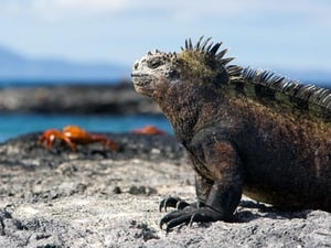 Wildest Islands Galapagos: Darwin's Eden