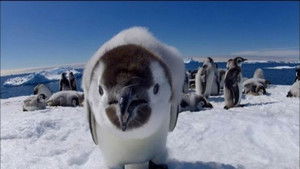 Penguins: Spy in the Huddle: Growing Up