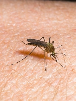 Poster Mückenalarm - Invasion der Plagegeister (2015)