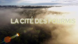 La cité des fourmis