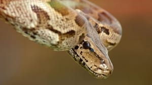 The Wonder of Animals Snakes