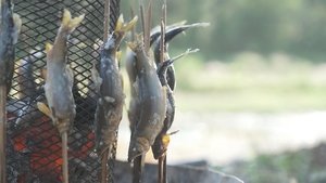For the Love of Akigawa's Sweetfish