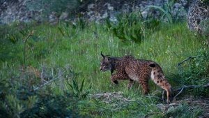 Europe's New Wild The Missing Lynx