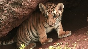 Nature: Season 33 Episode 12