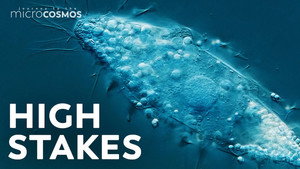 How to Not Kill an Extremely Rare Microbe still
