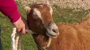 The Incredible Dr. Pol Goat Get 'Em