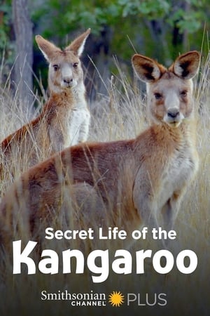 Image Secret Life of the Kangaroo