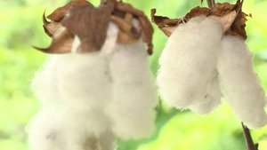 Journeys in Japan: 12×15