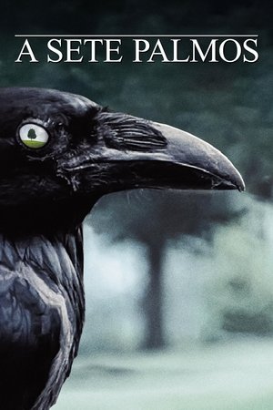 Sete Palmos de Terra: Temporada 4