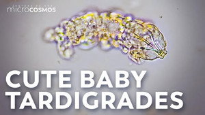 The Highs and Lows of Tardigrade Pregnancy still