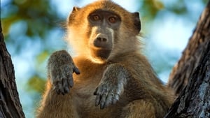 Earth's Greatest Spectacles Okavango