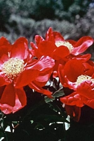 关于一朵花的歌 (1959)