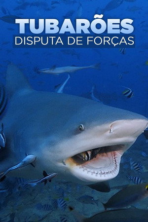 Raging Bull Shark 9
