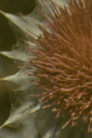 The Flower Cult of Amelia Earhart