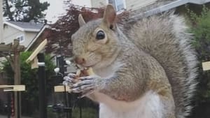 This Is Mark Rober Attack of the Squirrels