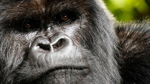 A Gorilla Story: Told by David Attenborough