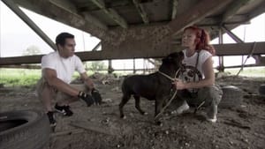 Pit Bulls and Parolees Mission of Mercy