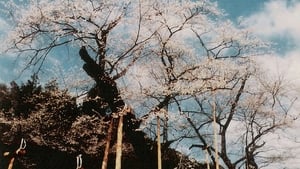 薄墨の桜