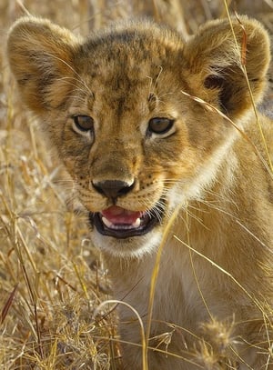 Poster Serengeti - La grande cavalcade des animaux 2023