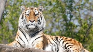 The Secret Lives Of Big Cats The Secret Lives of Tigers