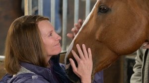 O Cavalo dos Meus Sonhos