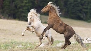 Nature Cloud's Legacy: The Wild Stallion Returns