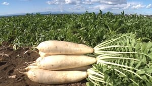 Image DAIKON