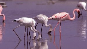 Image Kalahari: The Flooded Desert