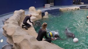 The Aquarium Dolphin Doctor