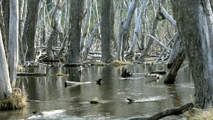 Beavers: Patagonia invaders film complet