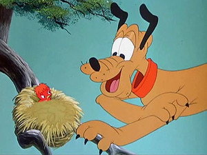 Le protégé de Pluto