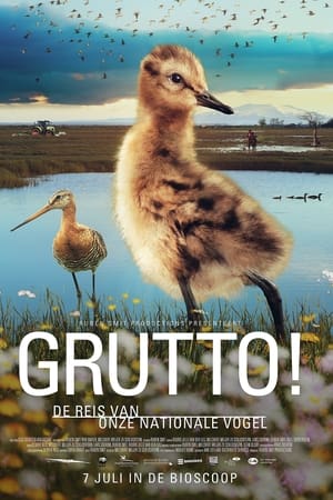 Image Grutto! De reis van onze nationale vogel