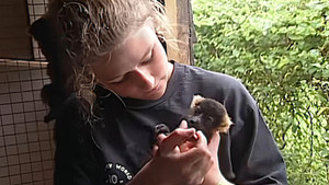 Monkey Business Episode 4