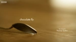 Image Chocolate fly
