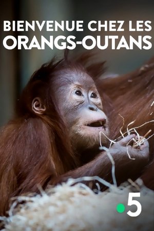 Bienvenue chez les orangs-outans Bienvenue chez les orangs-outans