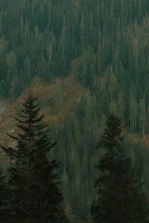 The Trees 11