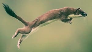 Weasels:  Feisty and Fearless