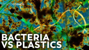 Can Bacteria Eat Plastic? still