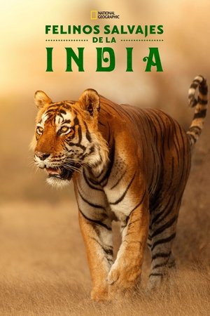Image Felinos Salvajes de India