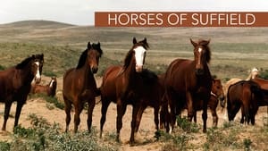 Horses of Suffield
