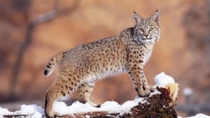 La forêt des lynx