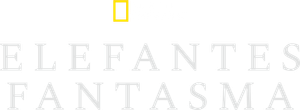 Los elefantes fantasma de Angola — Logos 4