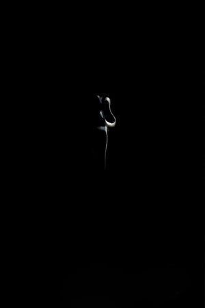 Scream: Short Film 12