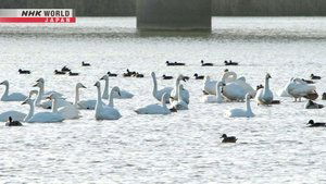 Journeys in Japan: 14×7