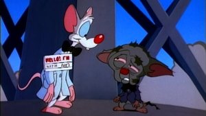 Pinky i Mózg: 1×5